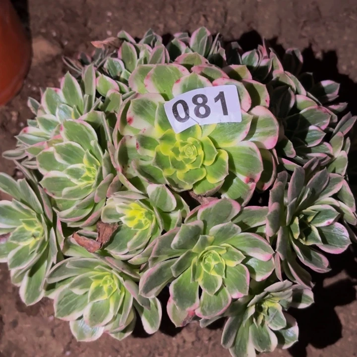 071粉海王多肉植物不售后