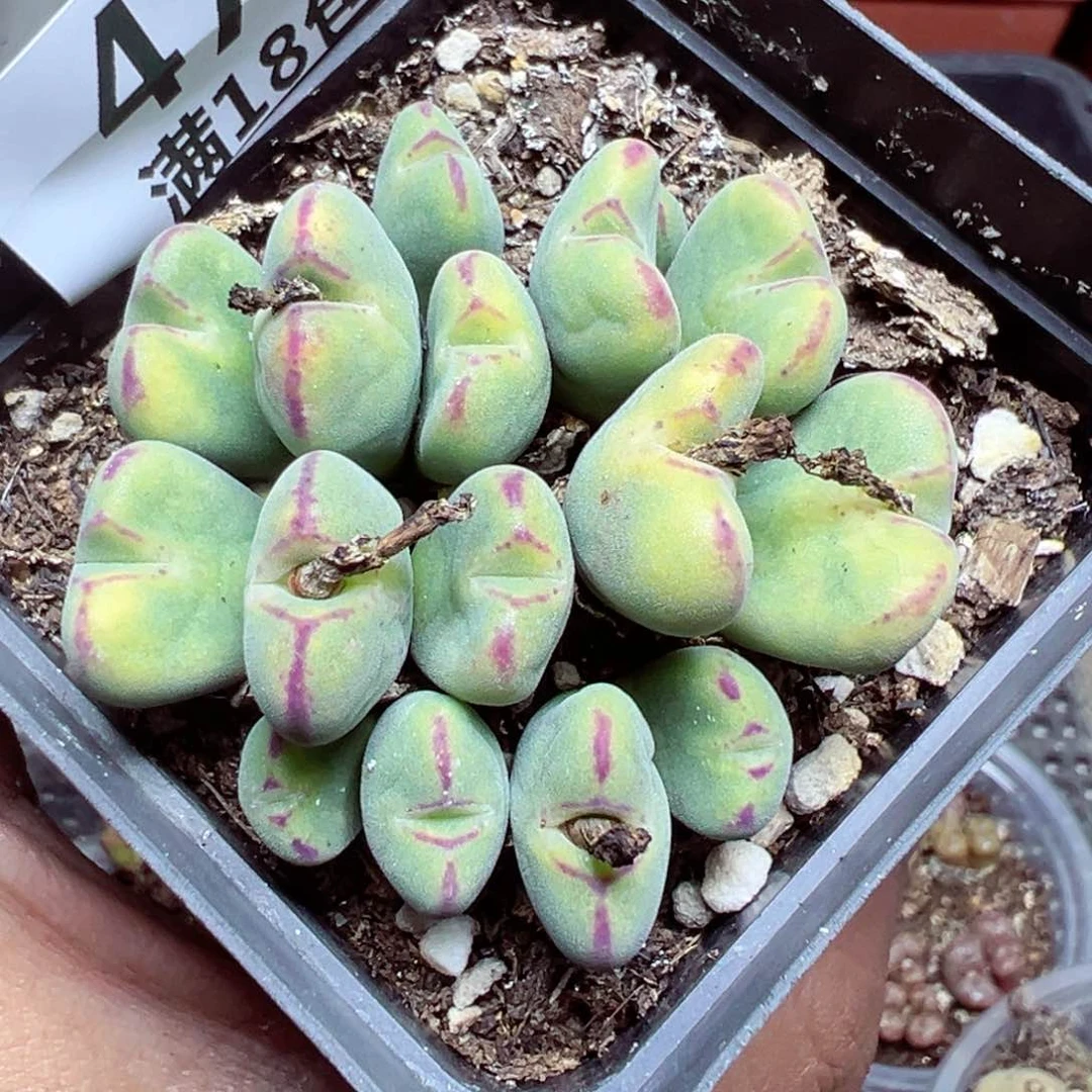 【闪购商品】 471。