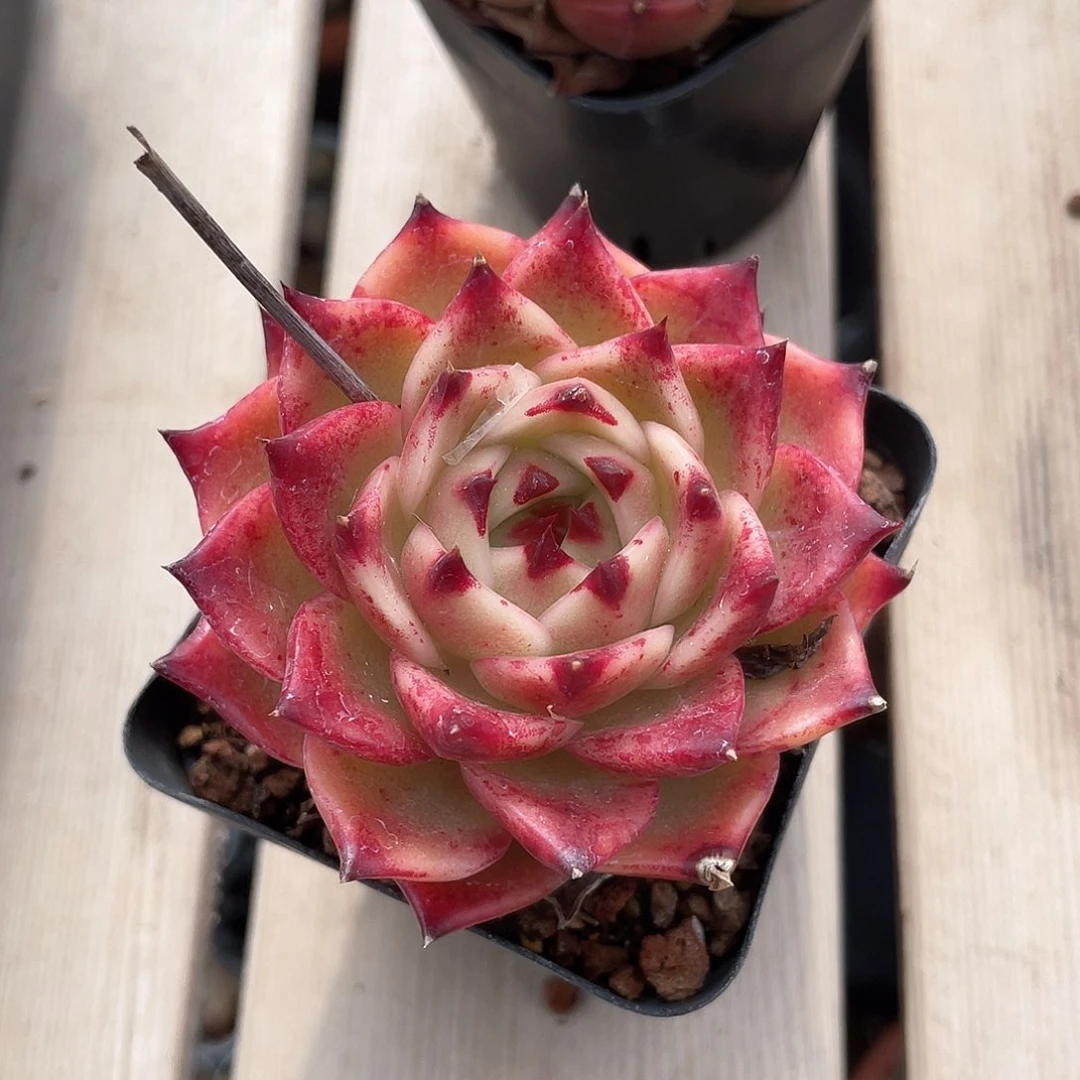 优选蓝龙福利9389