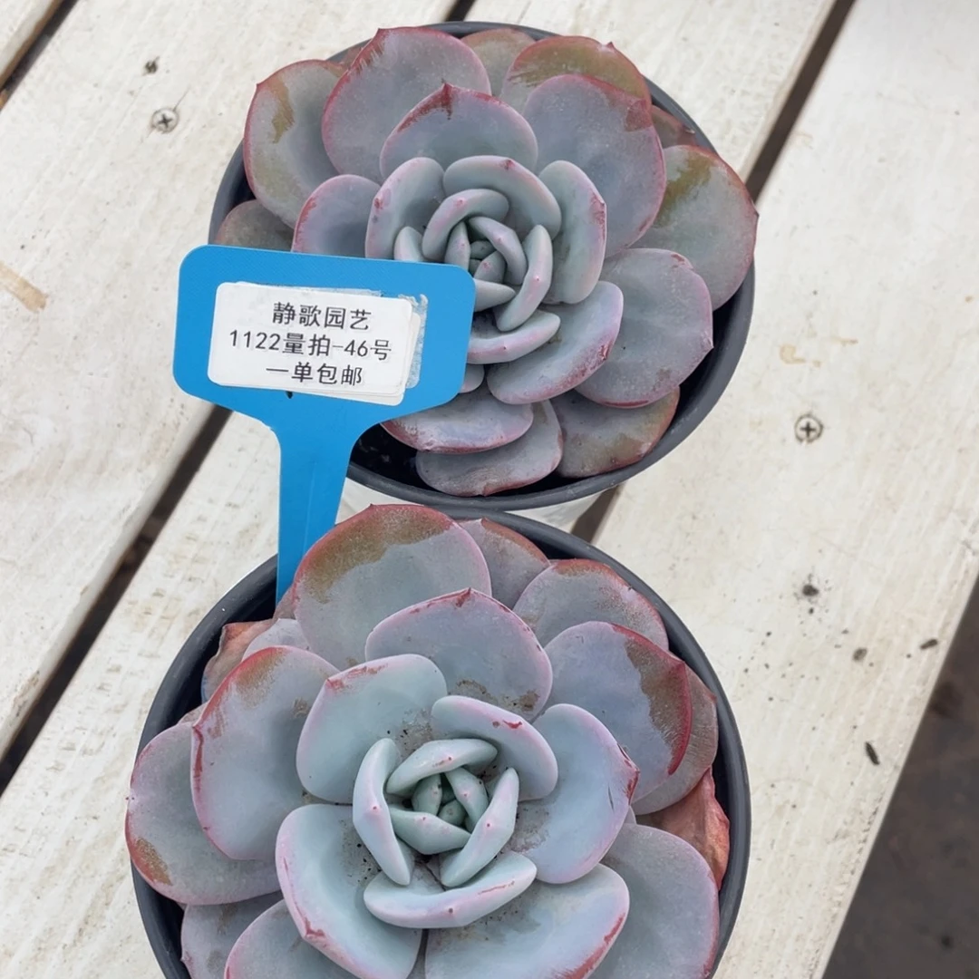 1122-46-韩版奶茶大单头一颗量拍