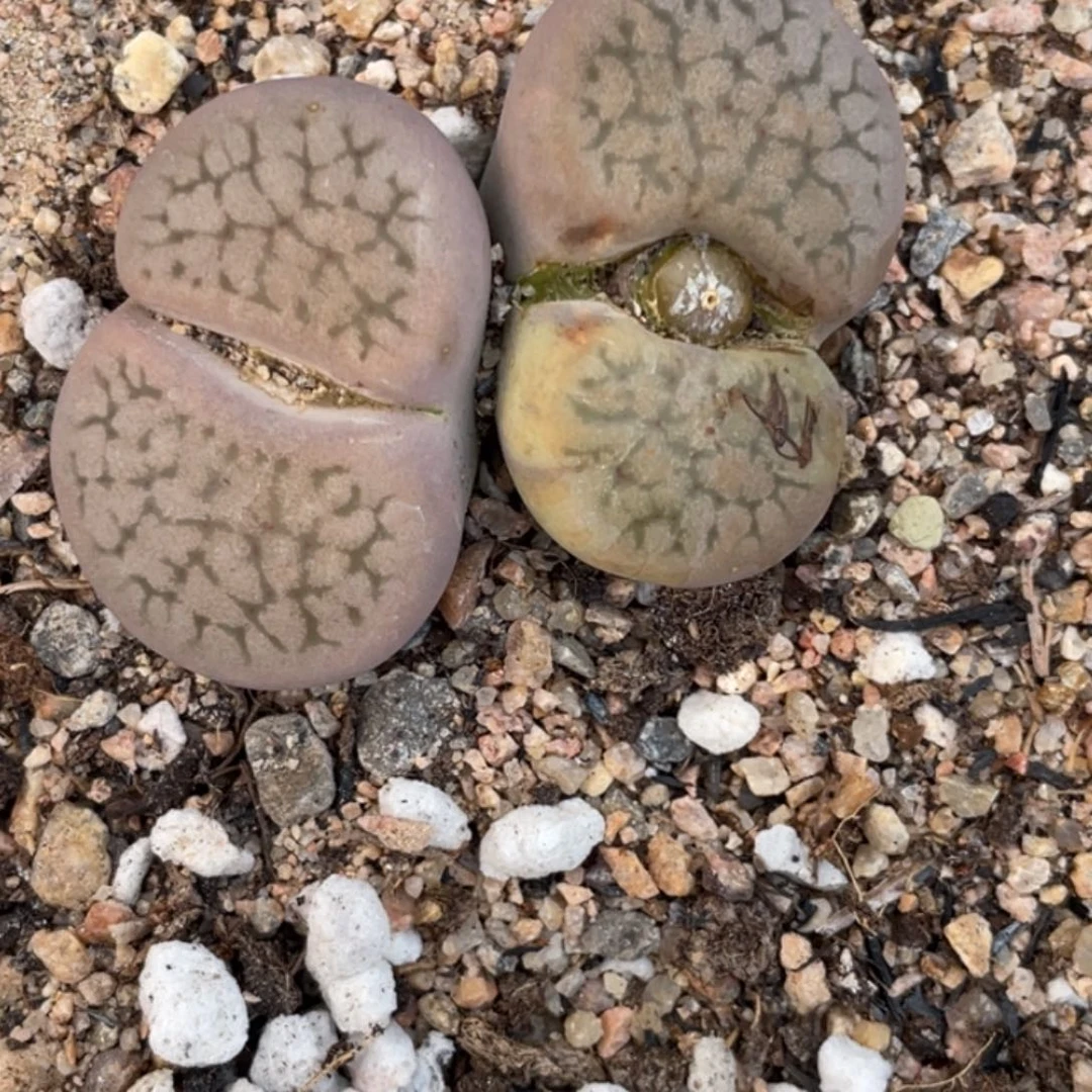 非偏远满20包邮040