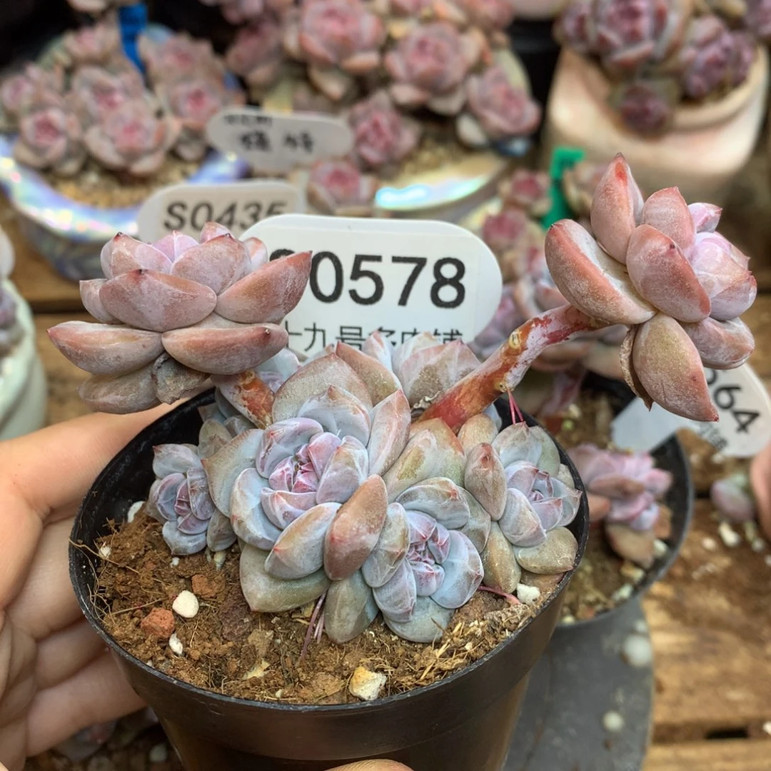 S0578 突尼斯 9头小树 主推！