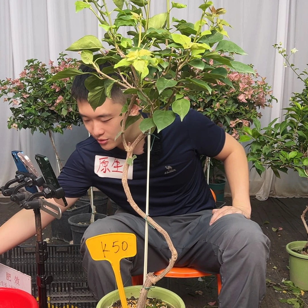 《***部当前无花栽培后可以开花K50金色光辉