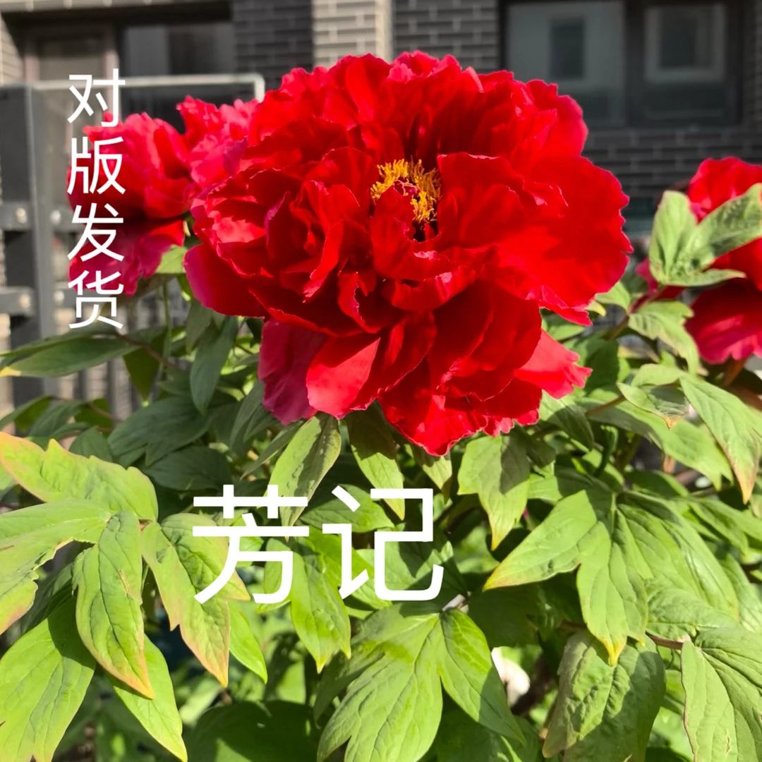 【一物一拍】山东菏泽正宗观赏大花牡丹浓香型