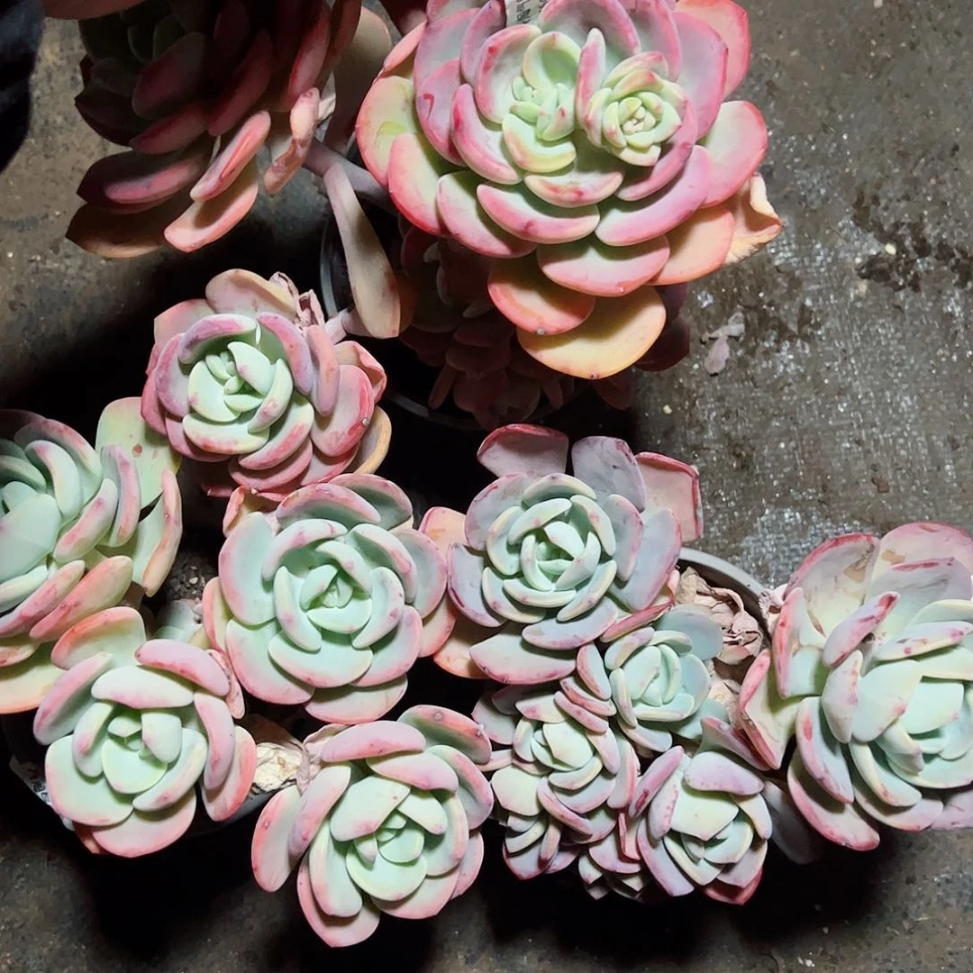 白月光三头起三盆