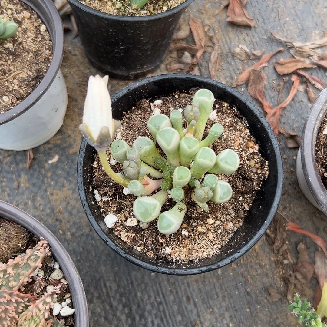 多肉植物五十灵玉