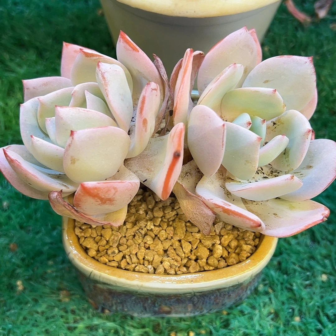 奶茶 ，，，，，，，，，，，，，