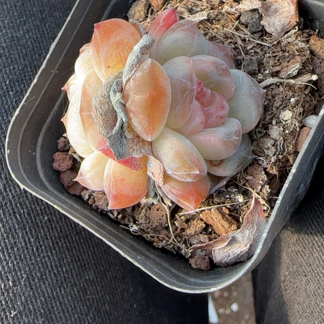 小卡拉米糖心一物一拍