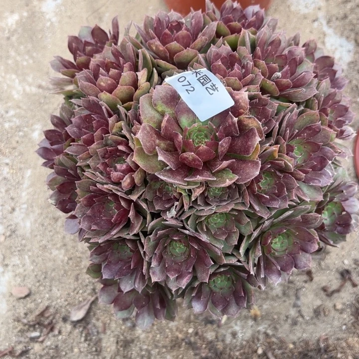 红魔多肉植物072法师