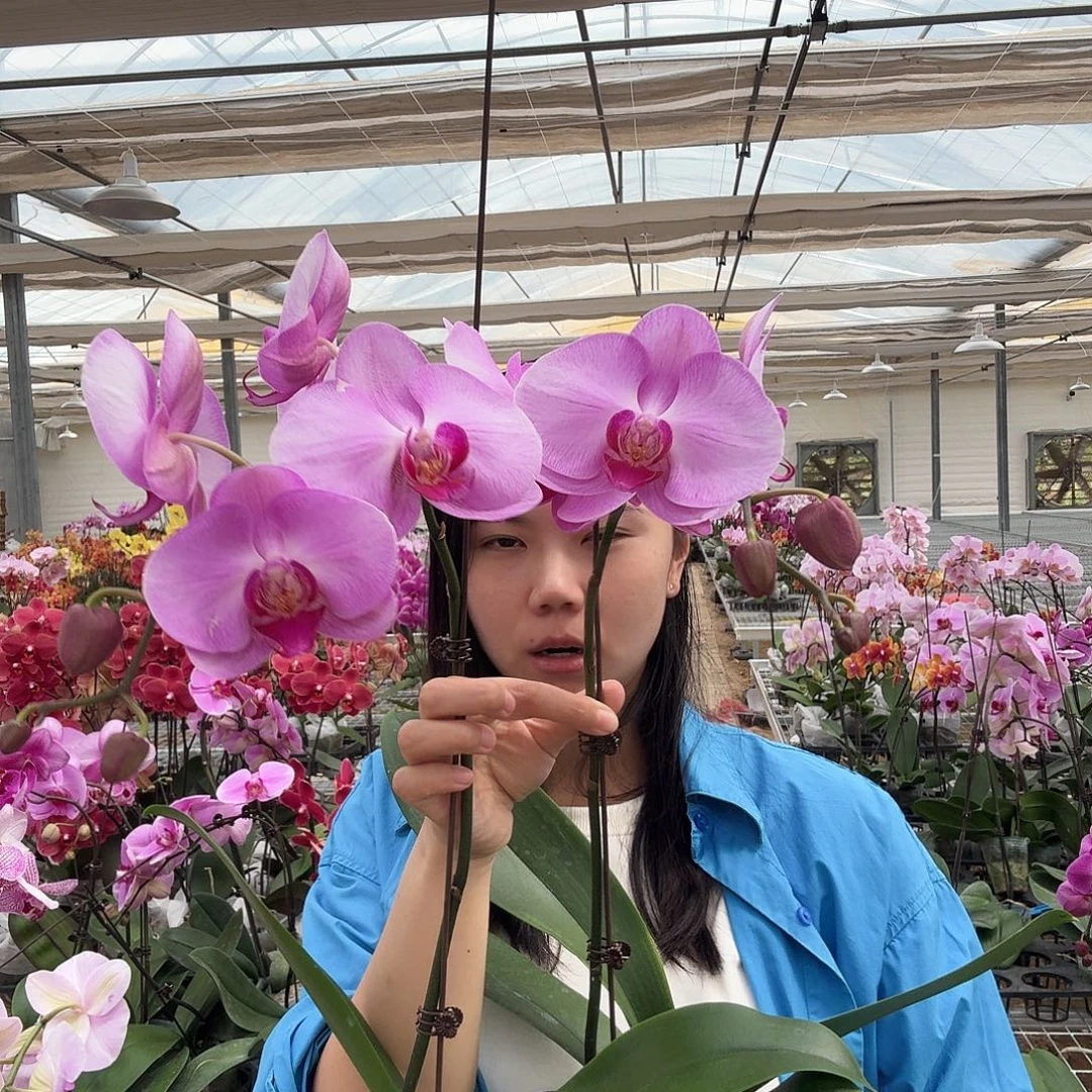 完全开放倾城两颗带花苞