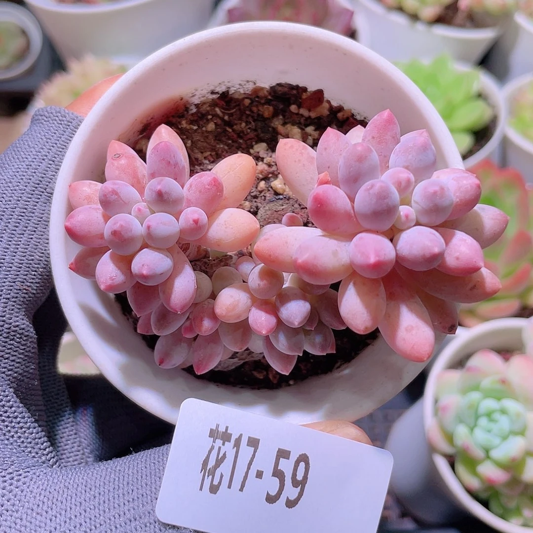 花利美17-59婴儿手指