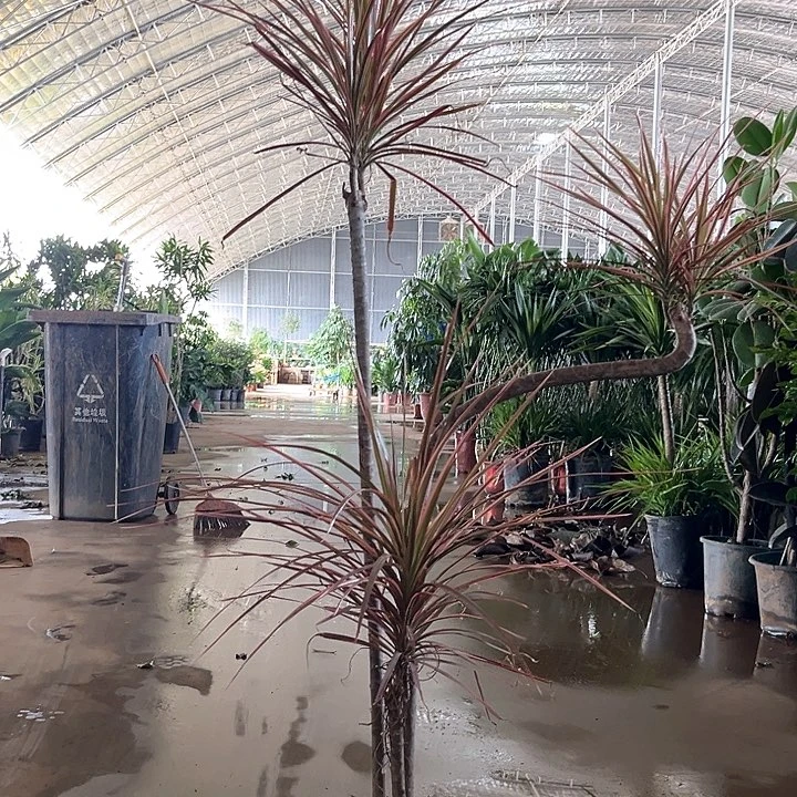 不开花植物千年木 招财辟邪