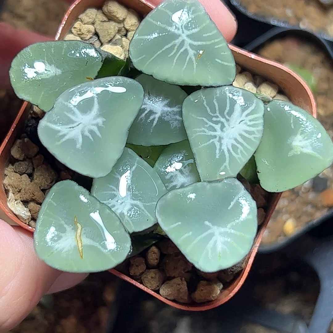 星万象十二卷多肉植物油