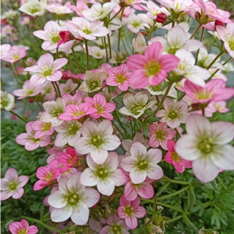 虎耳草花苗盆栽花卉易爆花花量大植物多年生花期长