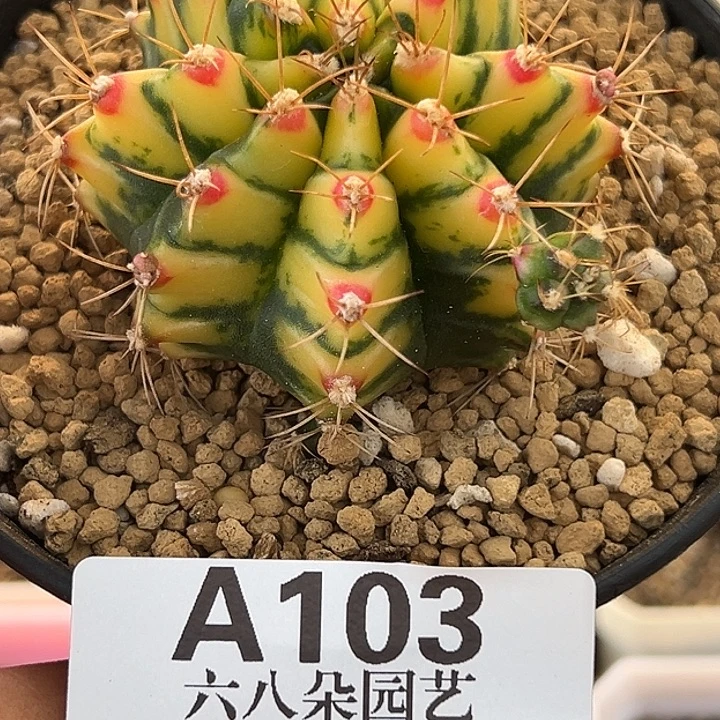 冷***面无花朵103号泰国米哈花田