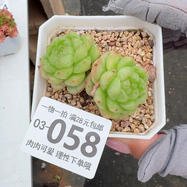灯泡珍妮无盆土发货多
