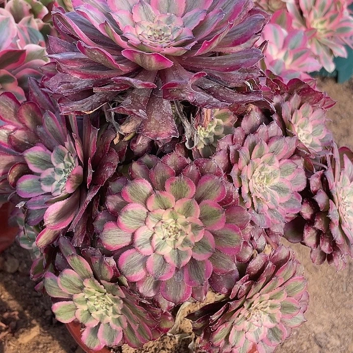 852粉铜多肉植物的