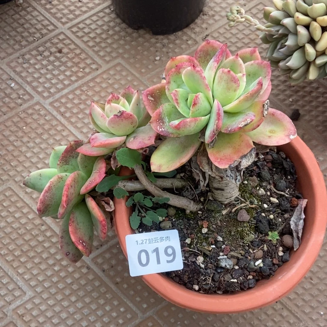 019多肉植物啦啦啦