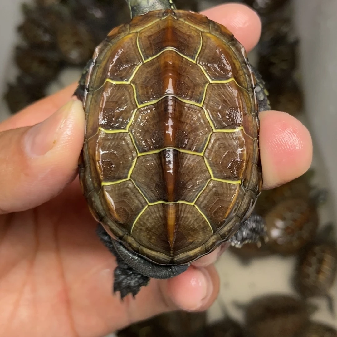 不分公母中华草龟