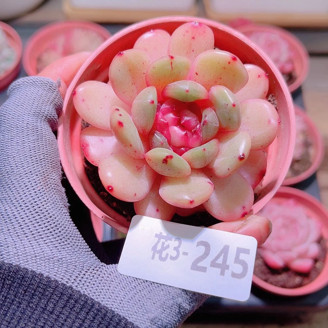 花03-245新品单头