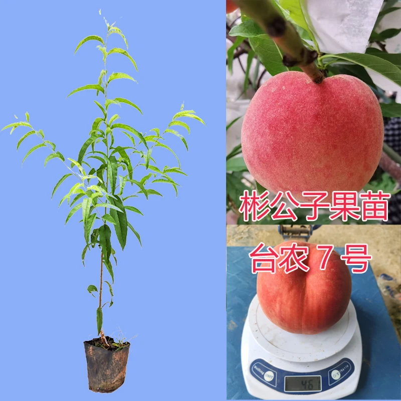 彬公子-台农7号水蜜桃对版苗