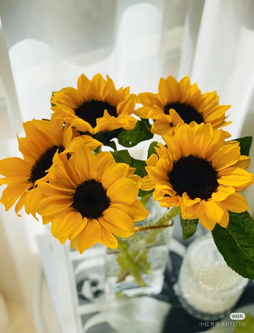 黑心向日葵5支 两单包邮一单或低温不拍保温冻坏不售后