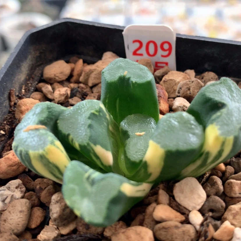 【闪购商品】209万象