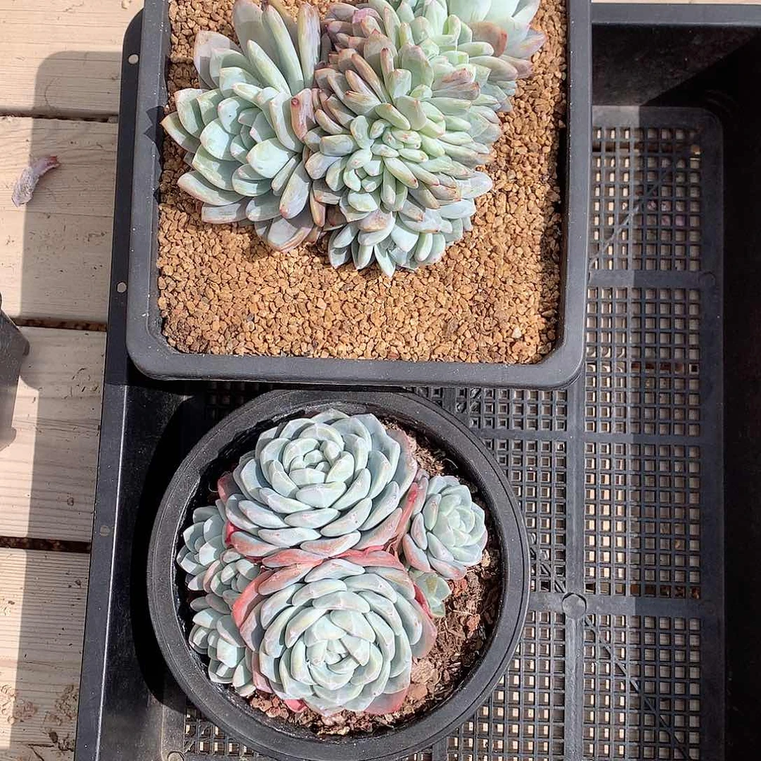 6169橙梦露朵朵加8头冰玉脱土发