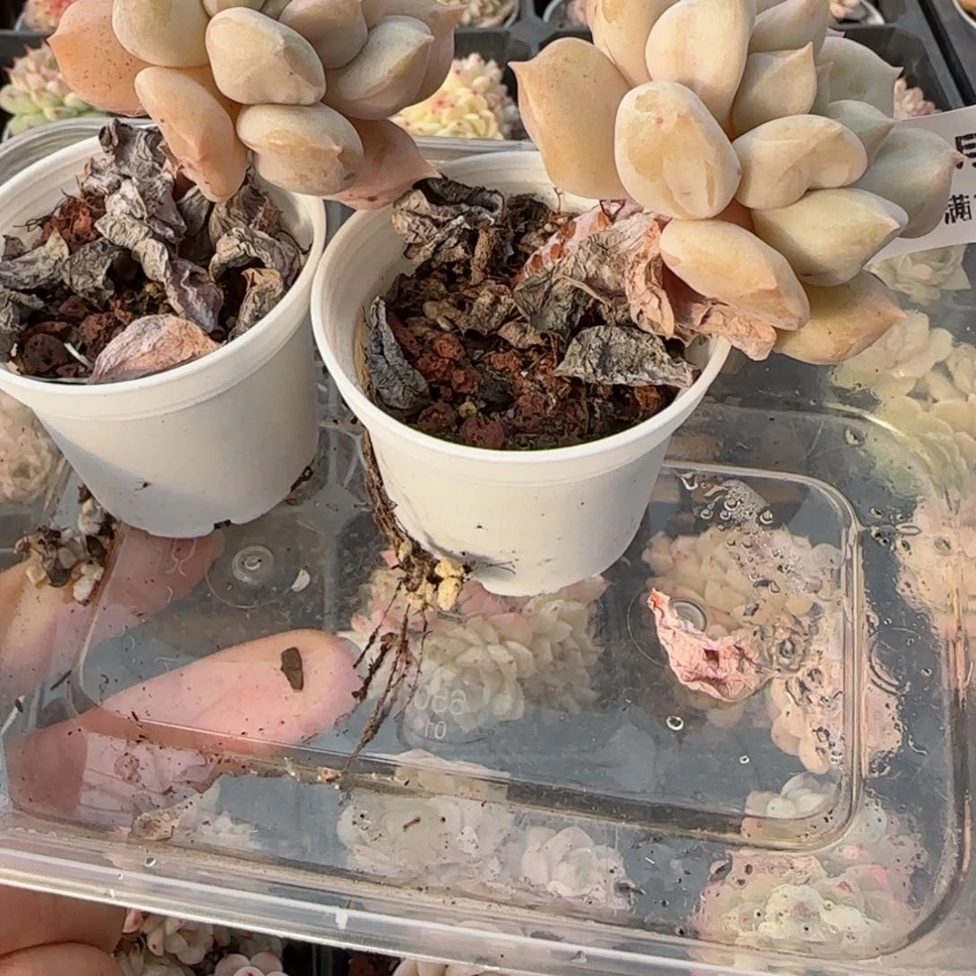 花语逸境0120-492两个超奶