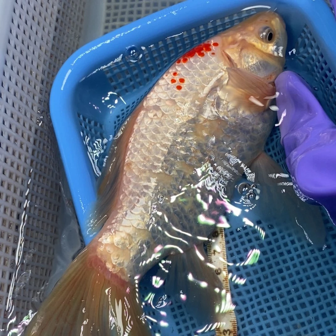 锦鲤冷水锦鲤包邮