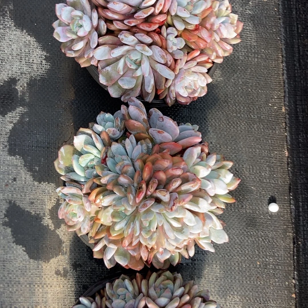 星影超级多头4号随机发货