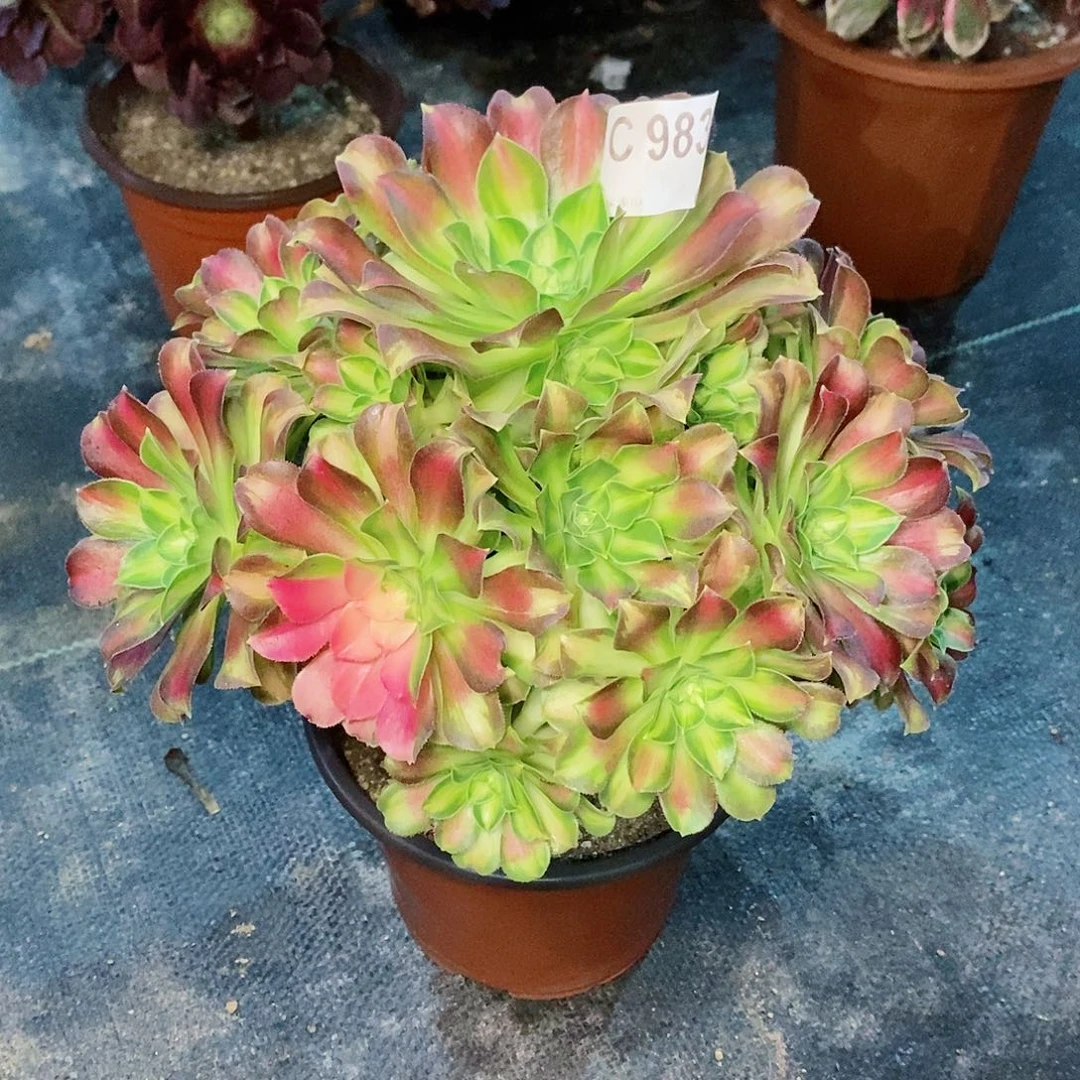 韶华983多肉111111