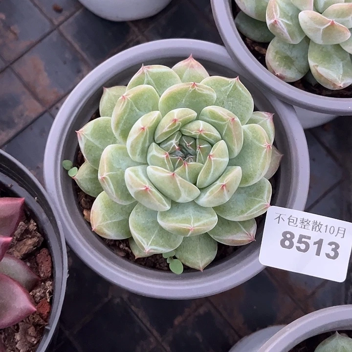 阿雅园艺。       8513雪花