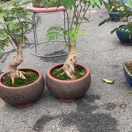 当前无花栽培后可以开花中****脑