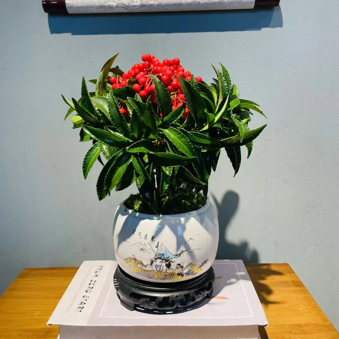 ZF矮霸造型紫气东来陶瓷盆富贵籽+接水盘