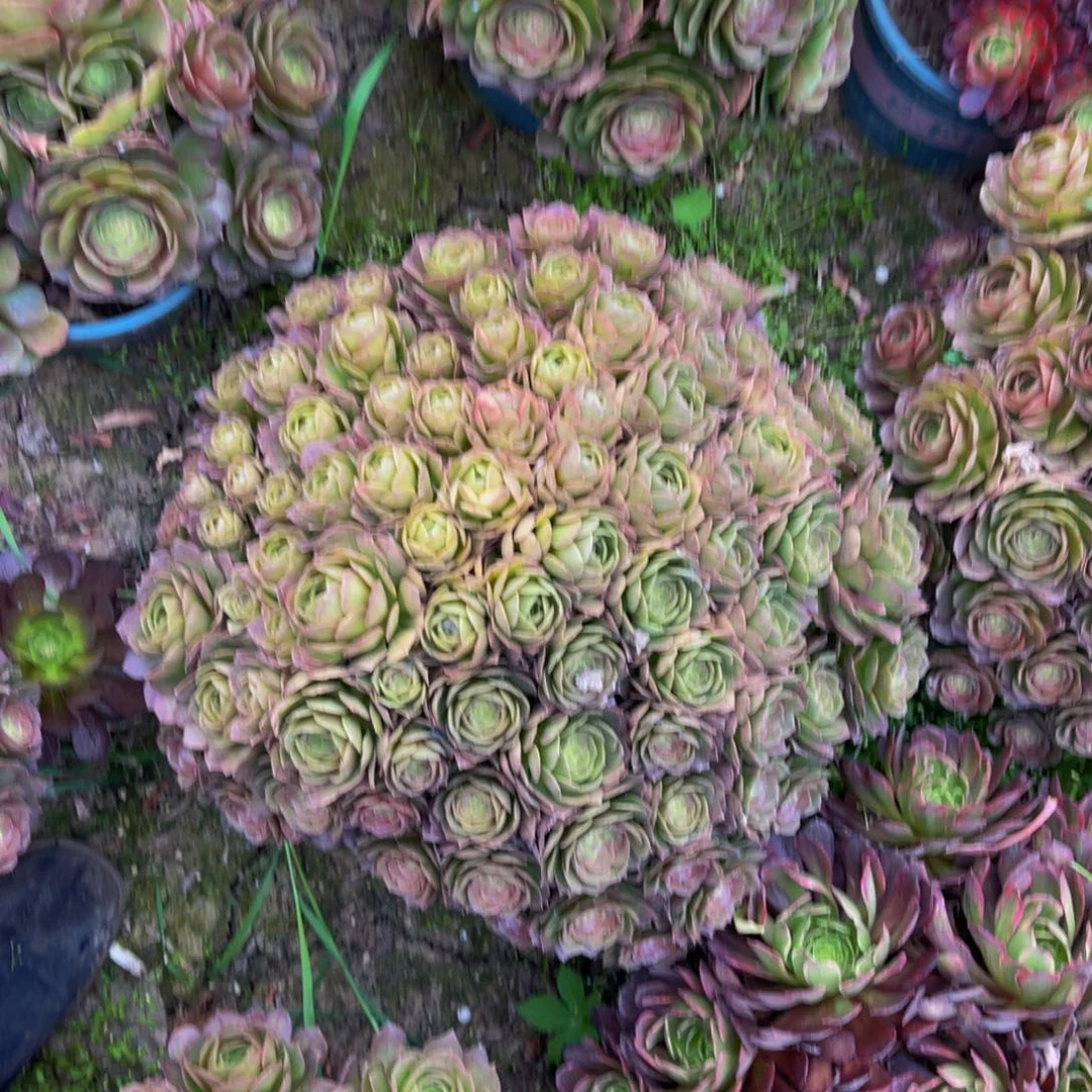 ✨**。万圣节法师朵朵3-3