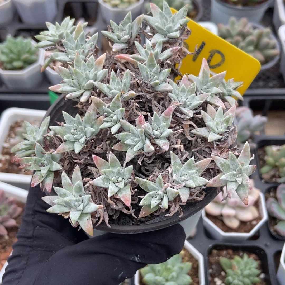 610白菊多肉植物多肉
