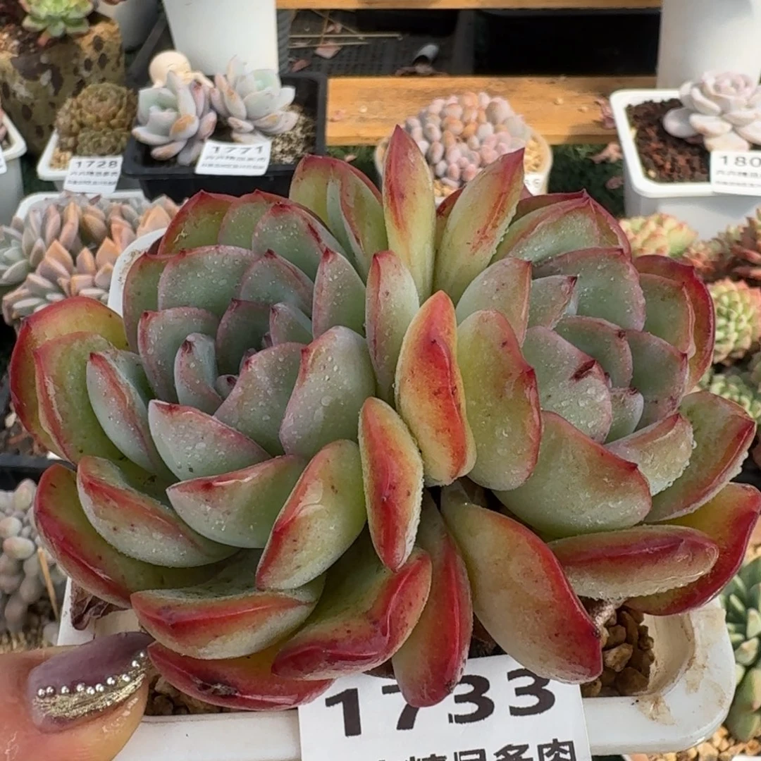 1733一物一拍（满28包邮）