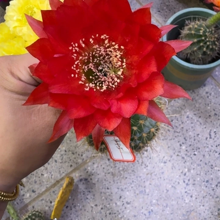 326彩草45歪无根侧牙4公分左右，20包邮