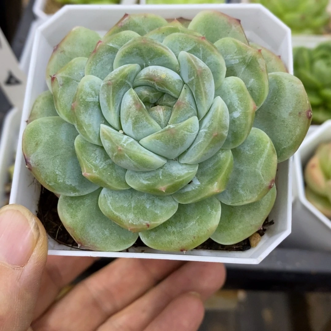 精品多肉一物一拍不包整192