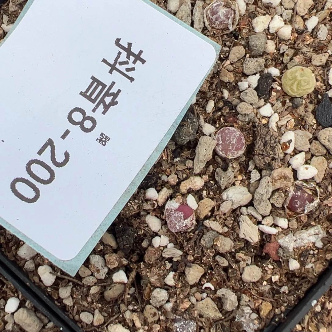 8-200量拍哈莫灯泡小苗5颗。多肉