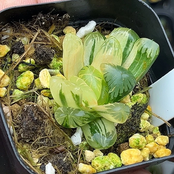 174N1关东大紫冰灯玉露锦