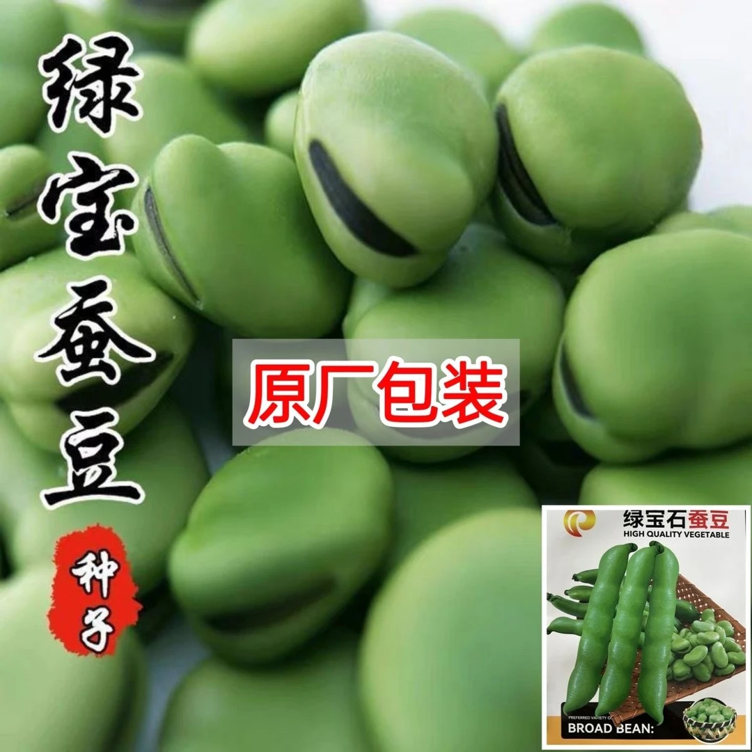 （原厂包装）绿宝石特大胡豆蚕豆胡豆蚕豆种子高产早熟耐寒冬季播种