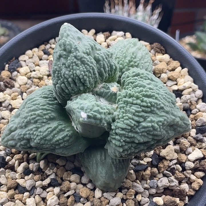 怒涛实生一一一一一