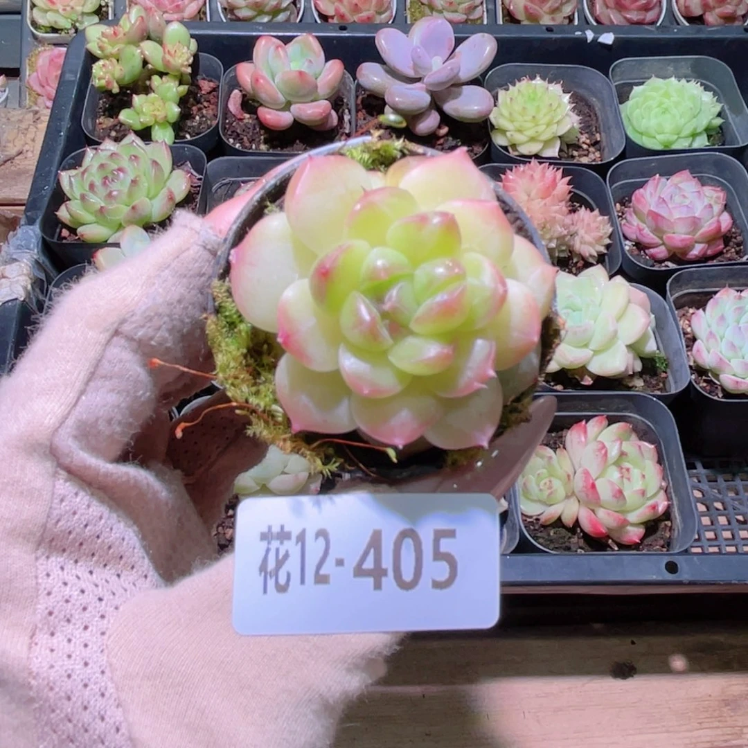 花利美12-405新品珍妮