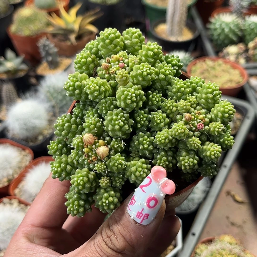 懒**者25772一物一拍单头