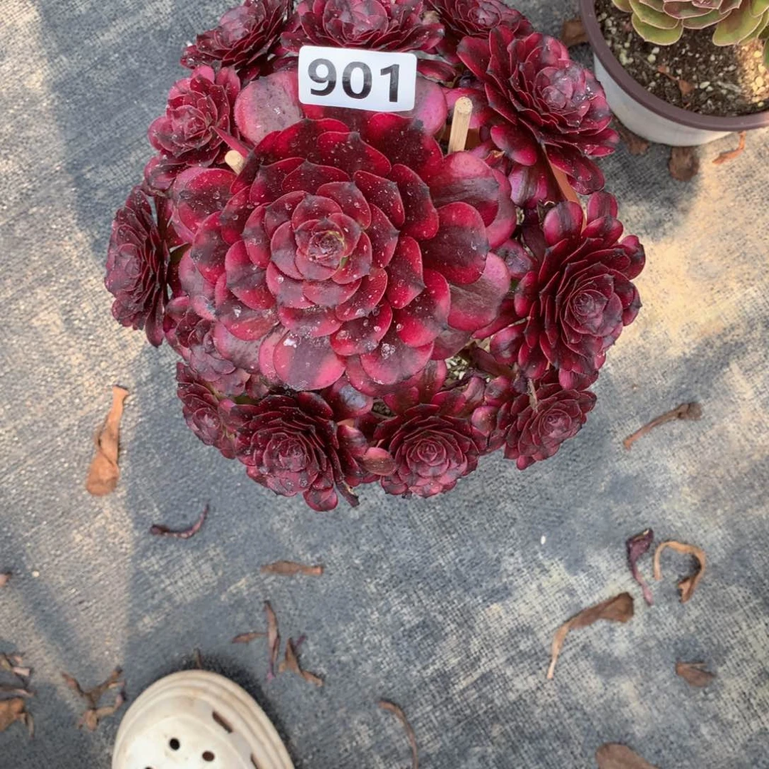 美肌901法师多肉植物