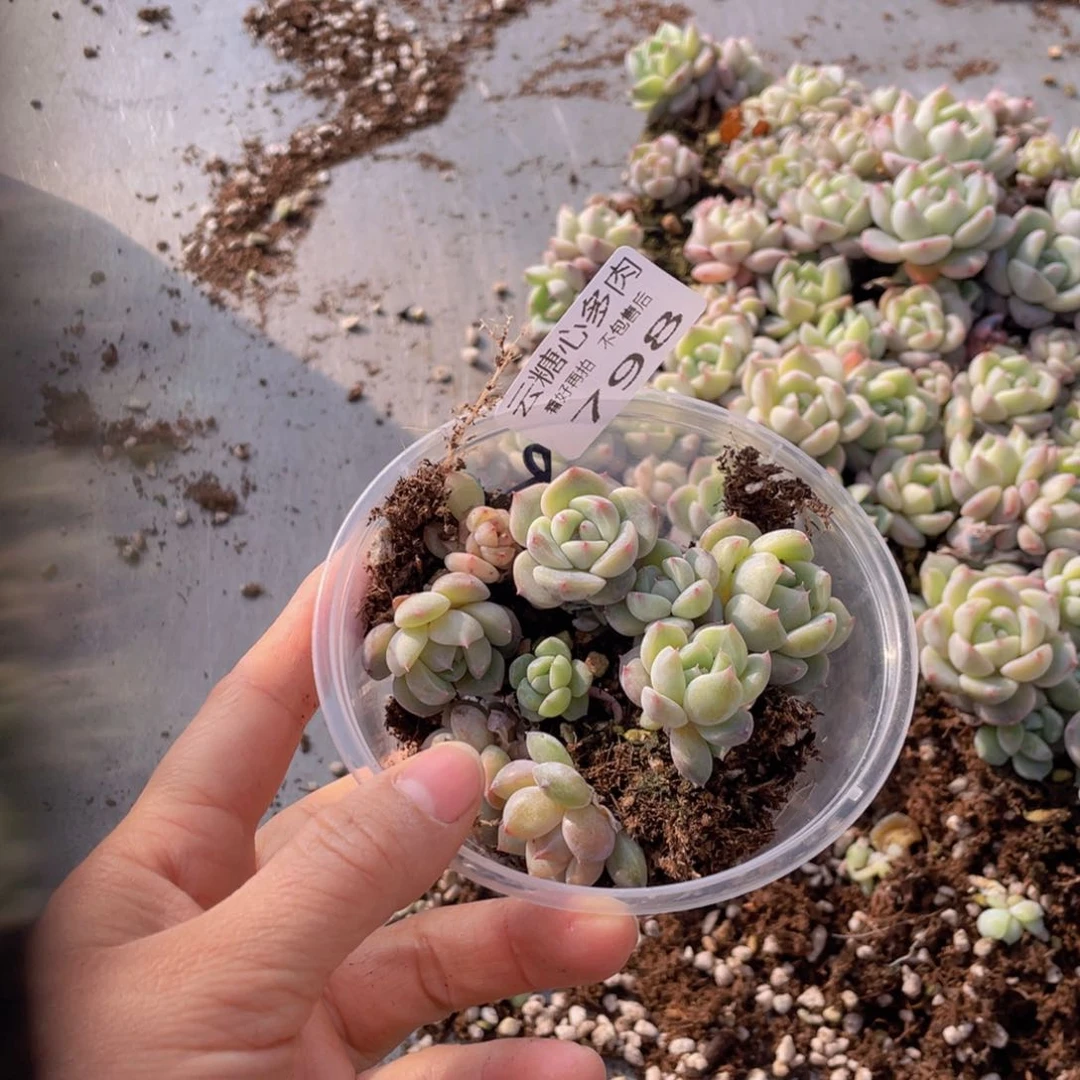 云糖心多肉植物798