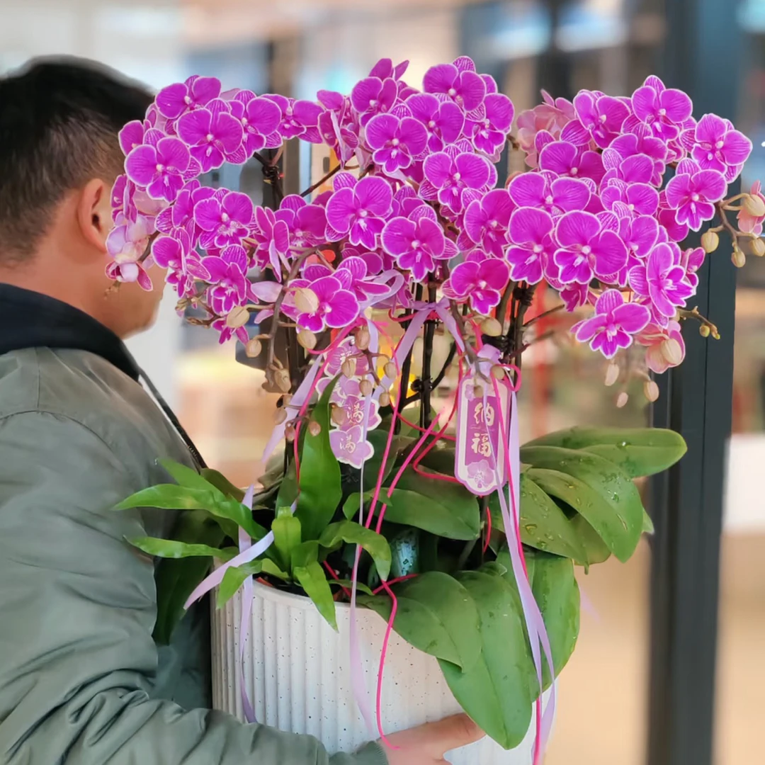 【8 株红豆蝴蝶兰带瓷盆】送货上门年宵花