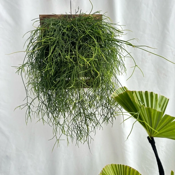 喀秋莎小盆吊兰绿植盆栽室内盆丝苇垂藤植物小众绿植